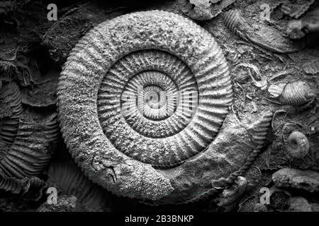 Fossil ammonite in a natural history museum exhibit in black and white Stock Photo