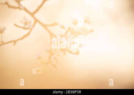 Spring blossom background. Beautiful nature scene with blooming tree and sun flare. Sunny day. Spring flowers. Beautiful Orchard. Abstract blurred bac Stock Photo