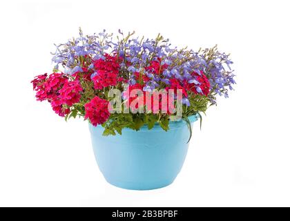 Hanging basket full of lobelia and red verbena. Stock Photo