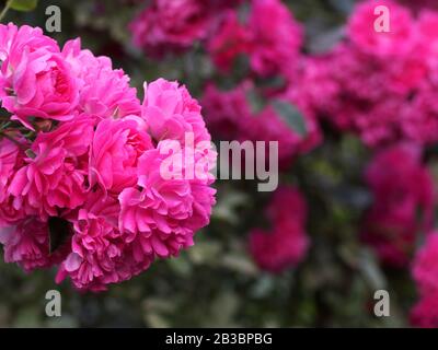 Pink roses, abstract background. Many pink flowers. Stock Photo