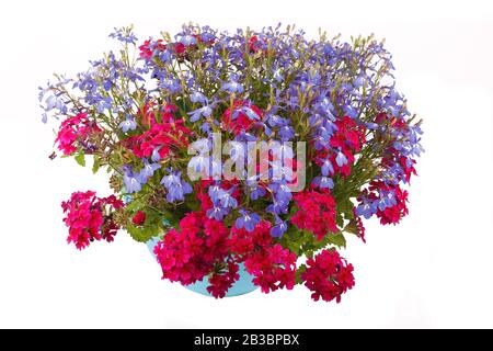 Hanging basket full of lobelia and red verbena. Stock Photo