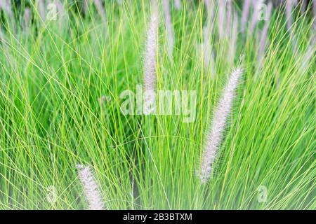 Spring or summer grass field background. Selective focus. Stock Photo