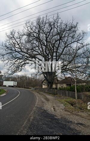A very old oak tree in the courtyard next to the road defies the weather. Stock Photo