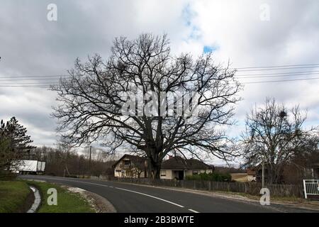 A very old oak tree in the courtyard next to the road defies the weather. Stock Photo
