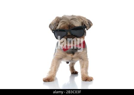 adorable yorkshire terrier dog wearing sunglasses and red bowtie standing on white studio background Stock Photo