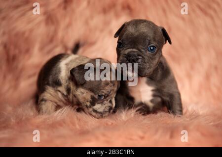 two American bully dogs sitting,one staring at camera and the other bowing his head shy on pink studio background Stock Photo