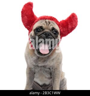 A Pug dog wearing a devil halloween costume Stock Photo - Alamy