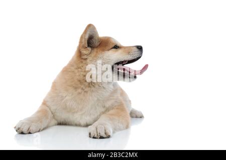 Adorable Akita Inu sticking out his tongue while wearing a red bowtie