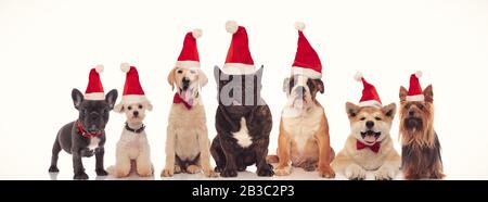 group of seven adorable dogs wearing santa claus hats standing together on white background Stock Photo