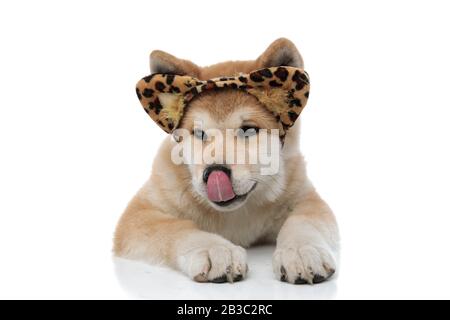 Eager Akita Inu licking its nose and looking away while wearing a headband with feline ears, laying down on white studio background Stock Photo