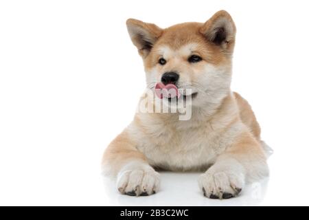 Cute Akita Inu licking its nose and looking away while laying down on white studio background Stock Photo