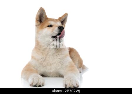 Lovely Akita Inu licking its nose and looking away while laying down on white studio background Stock Photo