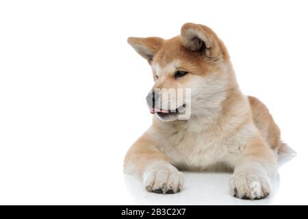 Clumsy Akita Inu licking its nose and looking for something while laying down on white studio background Stock Photo