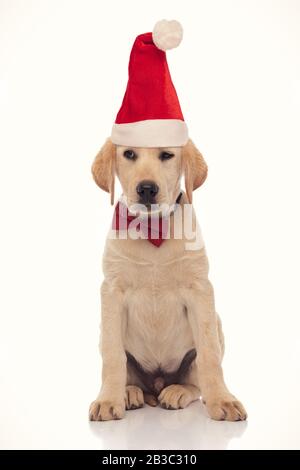 curious santa labrador looks to side while lying on white background ...