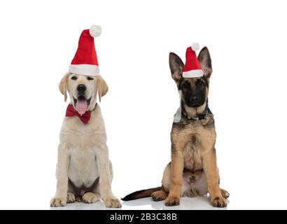 german shepherd and labrador retriever puppies celebrating cheristmas together on white background Stock Photo