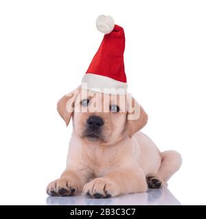 cute little labrador retriever puppy wearing santa hat on white background Stock Photo