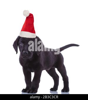 cute black labrador retriever wearing santa claus hat for christmas is standing on white background Stock Photo