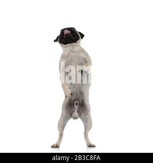 Clumsy pug begging and standing on his back legs while panting on white studio background Stock Photo