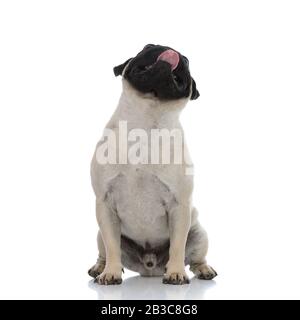 Lovely pug begging and panting while looking up and sitting on wite studio background Stock Photo