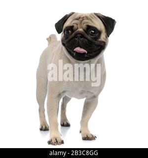 Happy pug smiling and panting while looking forward and standing on white studio background Stock Photo