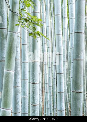 Light from setting sun filters through bamboo trees in bamboo forest. Stock Photo