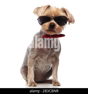 cute yorkshire terrier wearing sunglasses and red bowtie, sitting isolated on white background in studio,full body Stock Photo