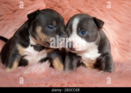 Cute American bully puppies comforting each other while laying down on pink furry background Stock Photo