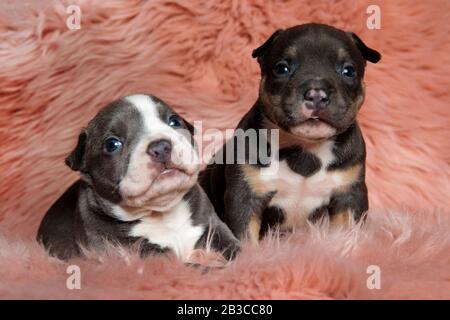 Dutiful American bully cubs curiously looking forward and listening while laying down and sitting on pink furry background Stock Photo