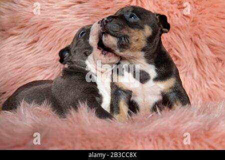 Two lovely American playing and kissing while laying down and sitting on pink furry background Stock Photo