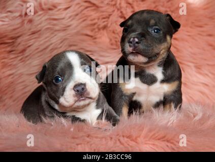 Two jolly American bully puppies looking away and waiting while laying down and sitting on pink furry background Stock Photo