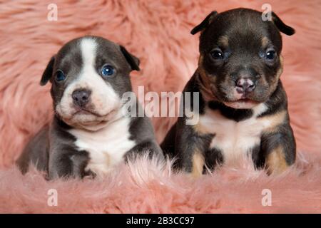 Cute American bully puppies looking away while laying down and sitting on pink furry background Stock Photo
