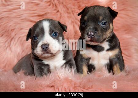 Adorable American bully puppies looking forward while laying down and sitting on pink furry background Stock Photo