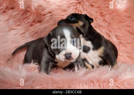 Two eager American curiously looking around and searching while laying down and sitting on pink furry background Stock Photo