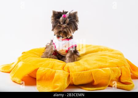 Cute puppy sitting on a yellow pillow. Yorkshire terrier. Stock Photo