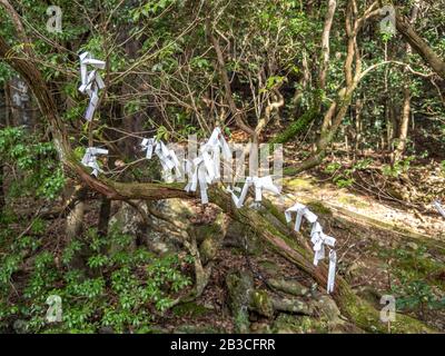 Prayers written on folded white paper and tied to tree in Kyoto, Japan. Stock Photo