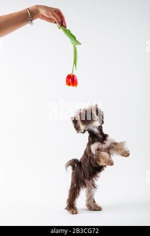 Puppy reaches for a flower. Girl is playing with her pet. Stock Photo