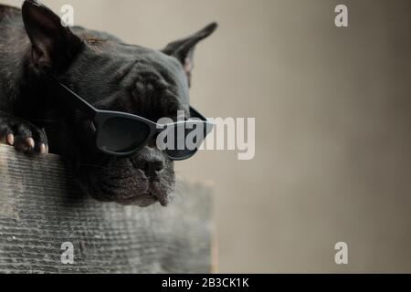 side view of a humble french bulldog wearing sunglasses lying down and looking ahead on gray background Stock Photo