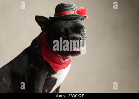 adorable french bulldog wearing hat and red bandana sitting and panting on gray background Stock Photo