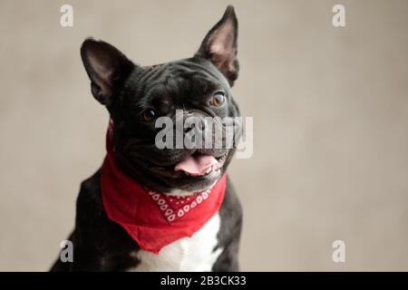 happy french bulldog wearing red bandana sitting and looking away on gray background Stock Photo