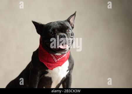 pleased french bulldog wearing red bandana sitting and looking away on gray background Stock Photo