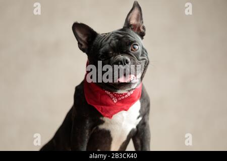 adorable french bulldog wearing red bandana sitting with no occupation on gray background Stock Photo