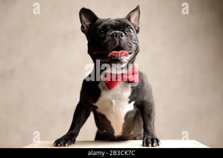 adorable frenchie bulldog doggy back legs standing and curiously ...