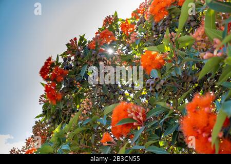 Sun shining through beautiful blossoming eucalyptus tree against blue sky Stock Photo