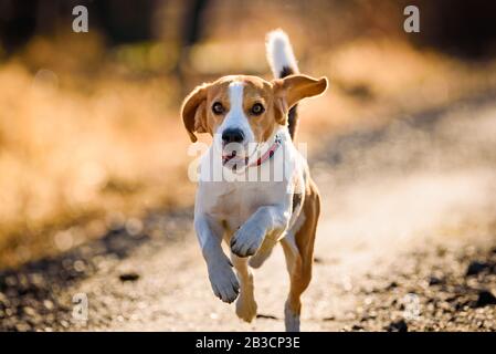 Dog Beagle running fast and jumping with tongue out on the rural path Stock Photo