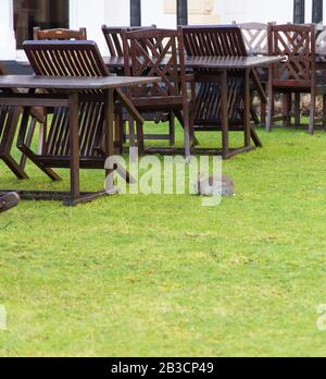 Wild Rabbit sitting on the grass in Bowness-on-Windermere, Lake District Stock Photo