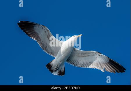 Seagull in flight on blue sky background, view from below. Stock Photo