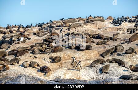African penguins on Seal Island. Seal Island, located in False Bay near SImon's Town. South African (Cape) fur seals (Arctocephalus pusillus pusillus) Stock Photo