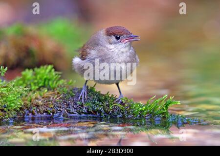 Blackcap (Sylvia atricapilla), young bird, Hesse, Germany Stock Photo