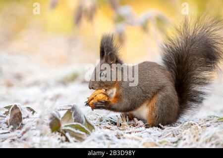 Eurasian red squirrel (Sciurus vulgaris), sits on the ground and eats walnut, hoarfrost, Tyrol, Austria Stock Photo