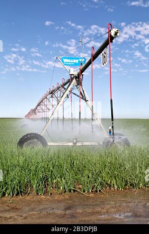 Center Pivot irrigation operating in Walla Walla Onion field 'Allium cepa'. Stock Photo